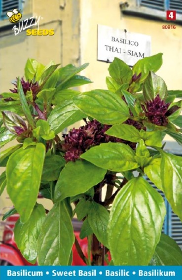 Basil Siam Queen (Ocimum basilicum) 900 seeds BU